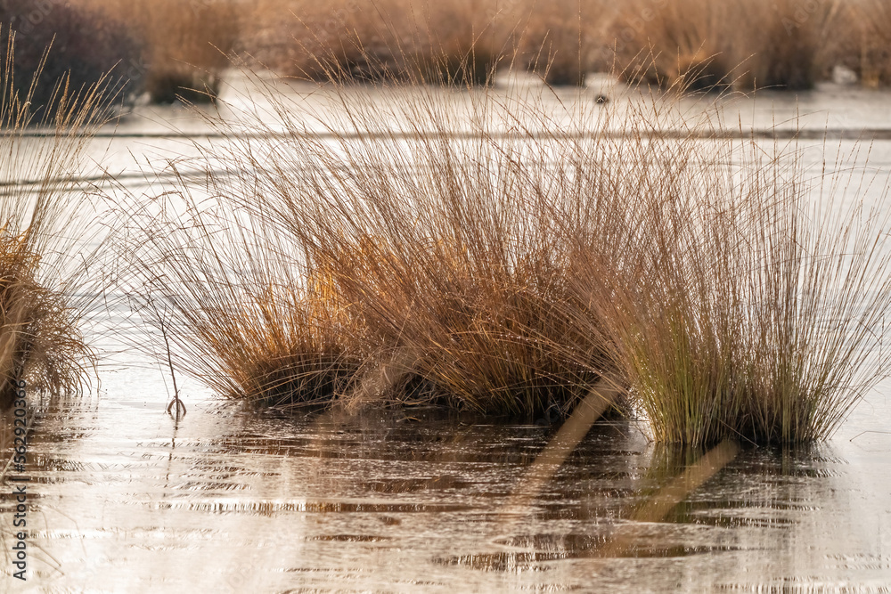 Landscape with golden colors, reeds in the water. Autumn feeling, reflection in the water. Nature in the fall, lonely, foliage, view, organic, nobody.