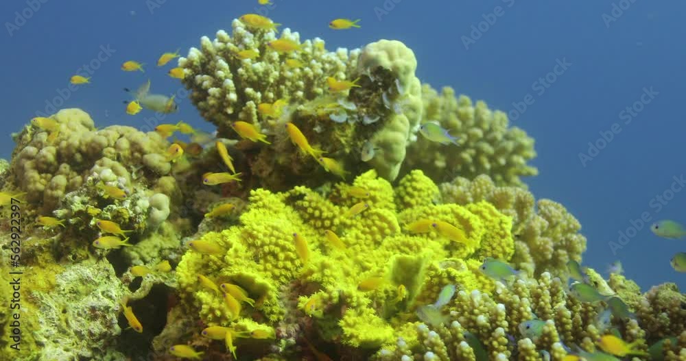 Acropora coral in the Reef, known as table coral, elkhorn coral, and