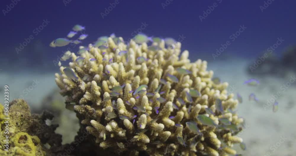 Acropora coral in the Reef, known as table coral, elkhorn coral, and