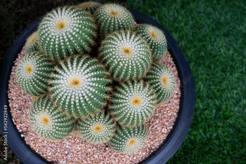 Fototapeta premium Close-up of Echinocactus (golden barrel), a green clumping succulent plant with a round-shaped, white wool on top, and yellow sharp spines. The ornamental plants for decorating in the garden. 