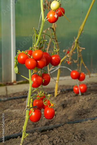 Greenhouse economy. Organic farming. Beautiful tomato plant on a branch in a green house in the foreground, shallow field department, copy space, organic tomatoes