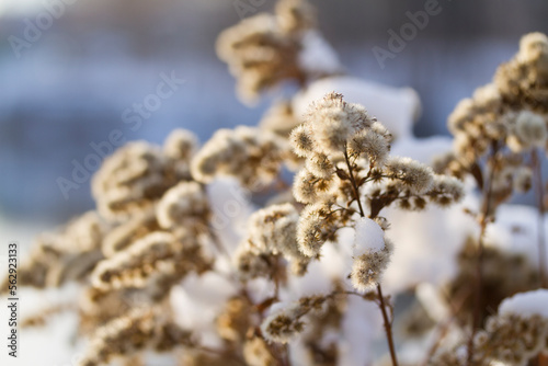 Dry frozen plants covered with snow and hoarfrost on winter sunny day