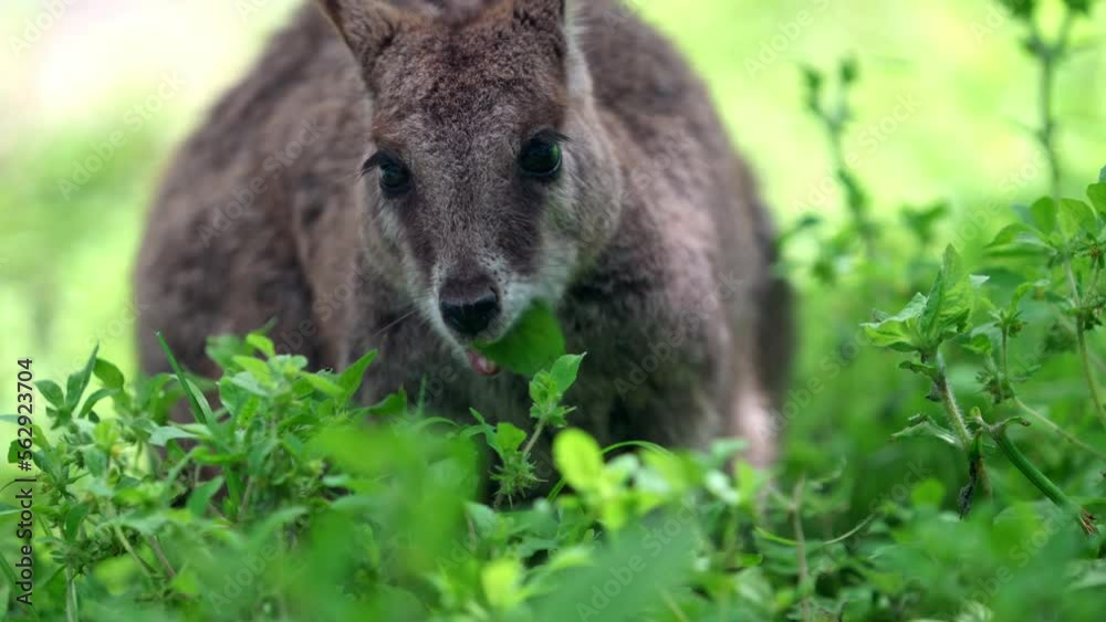 A Mareeba rock wallaby eating leaves. The Mareeba rock wallaby is a rare species of wallaby found in a small area through North Queensland, Australia. A Mareeba rock wallaby eating leaves. The Mareeba rock wallaby is a rare species of wallaby found in a small area through North Queensland, Australia.