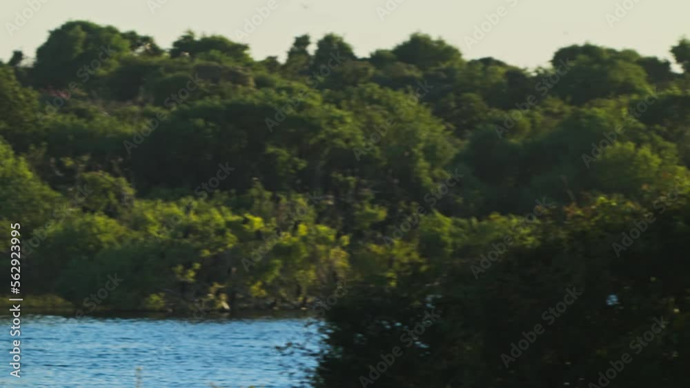 Establisher pan of peaceful wildlife reserve with various types of birds flying Establisher pan of peaceful wildlife reserve with various types of birds flying