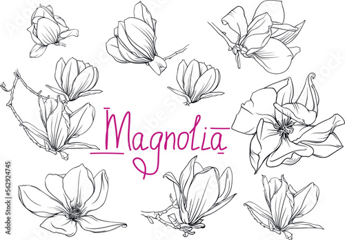 hand drawn monochrome magnolia flowers and branches. magnolia outline, black and white vector illustration of magnolia flowers and branches
