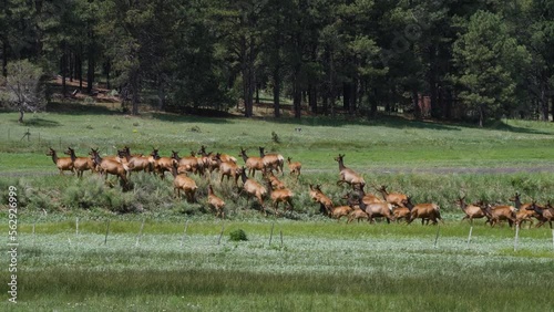 Elk herd in the white mountains going over a hill photo