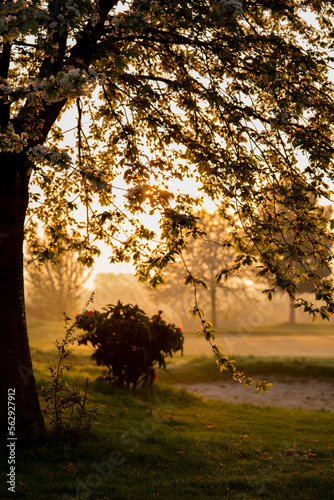 sunset in the forest