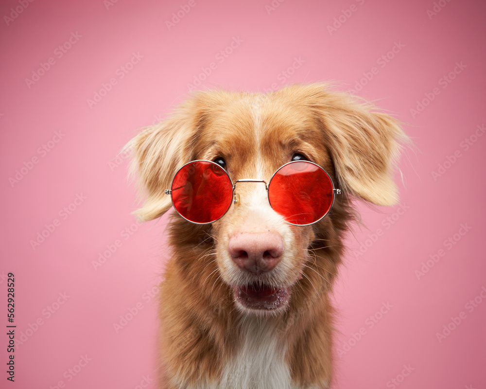 funny dog with glasses. Nova Scotia Duck Tolling Retriever, toller on pink background in studio