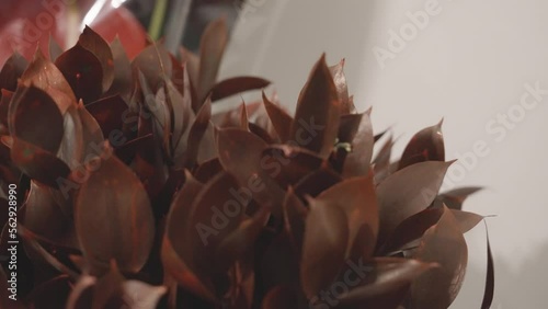 Rotating around Red Pitt greenery sitting on a florist table. photo