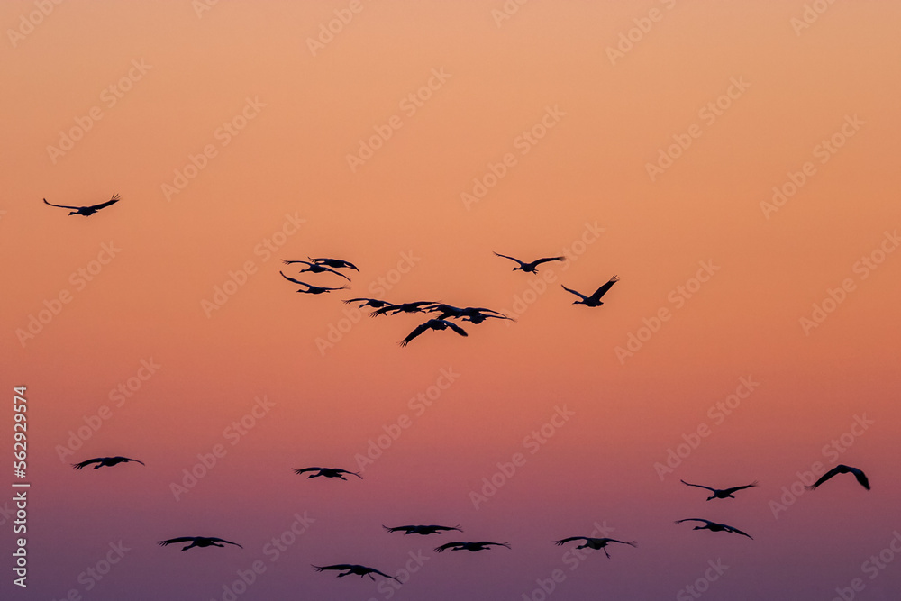 Fototapeta premium Flock of Cranes flying on a morning sky
