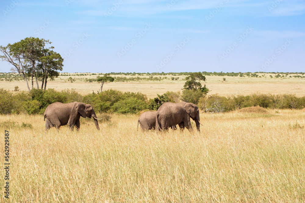 Family group with Elephants walks on the savanna in Maasai Mara