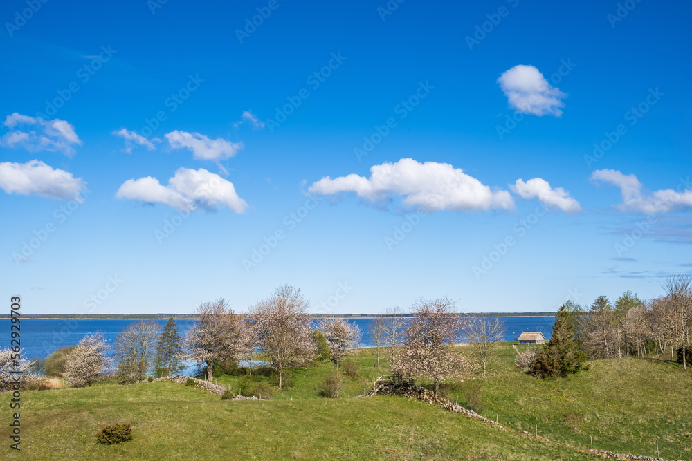 Blooming fruit trees on a meadow by a lake in springtime Blooming fruit trees on a meadow by a lake in springtime