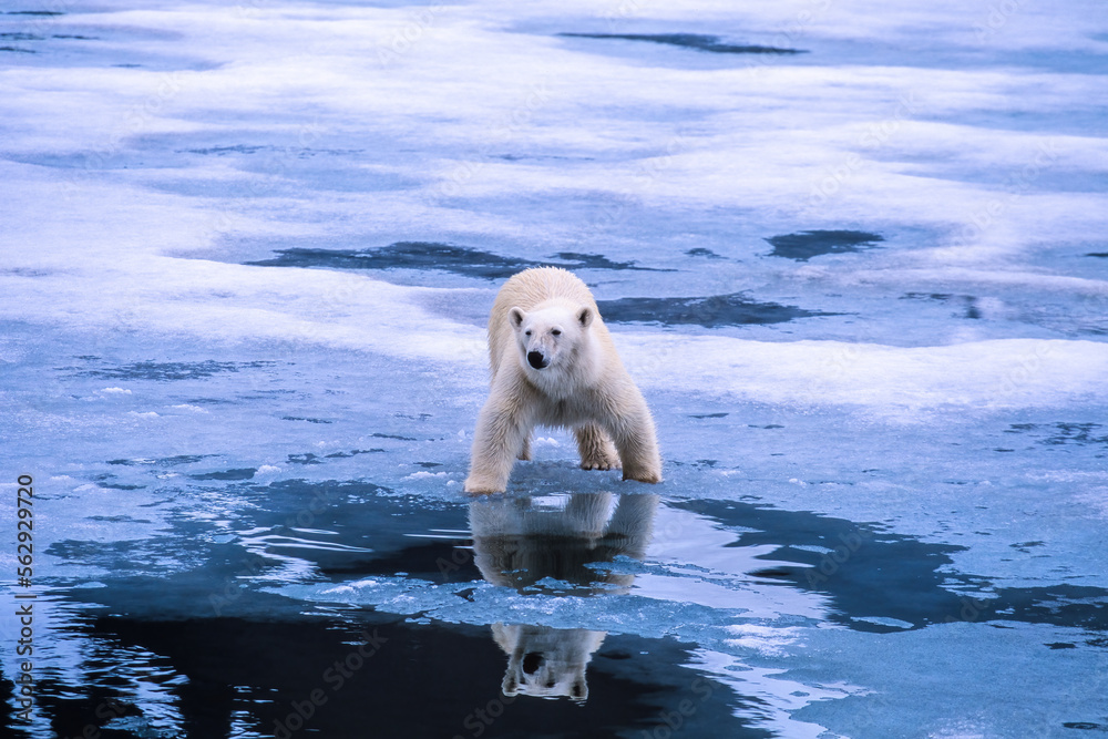 Polar bear on a ice floe in Arctic