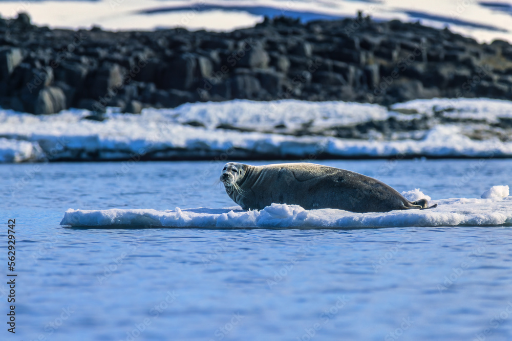 Obraz premium Bearded seal resting on a ice floe at Svalbard