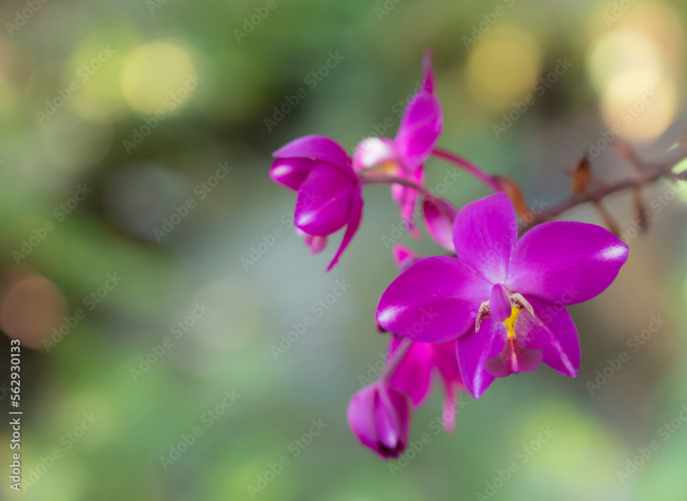 Close-up of Spathoglottis, a vivid pink hybrid orchid bouquet is blooming with natural sunlight and bokeh backgrounds in the garden.