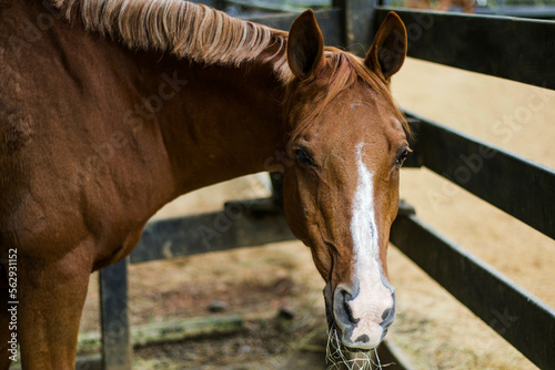 Close-up pf pony eating hay