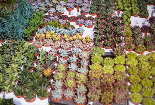 Succulents