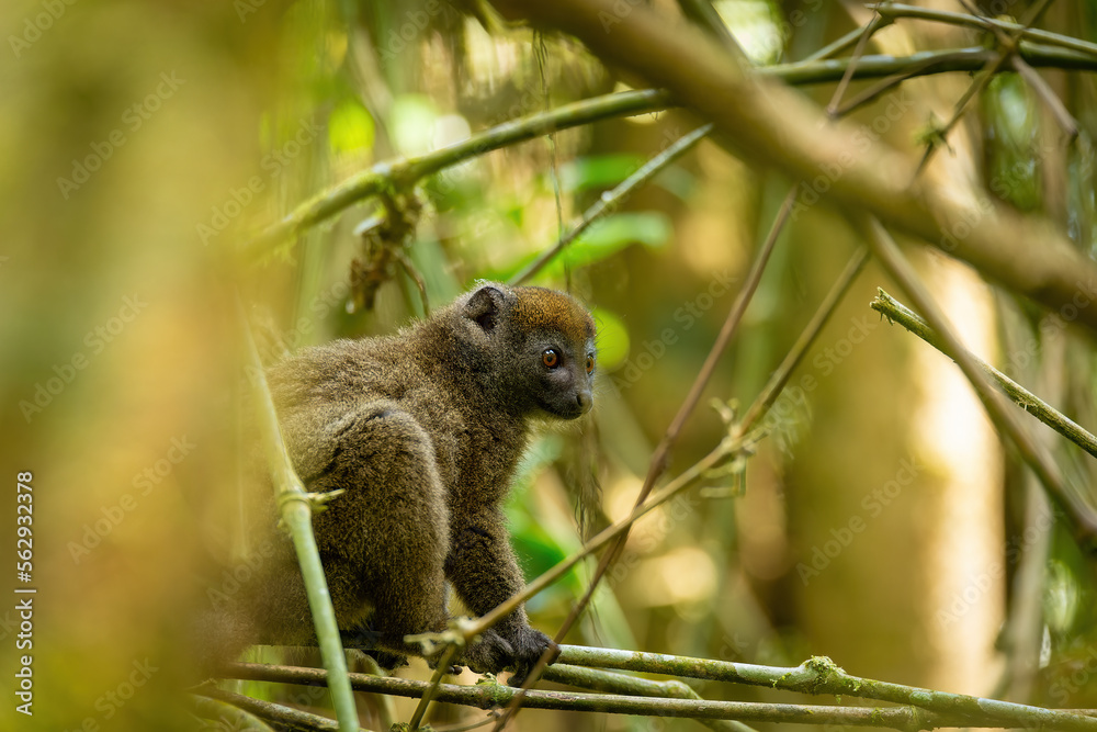 Fototapeta premium Eastern lesser bamboo lemur, (Hapalemur griseus), Endangered endemic animal on bamboo and feeding in rain forest, Ranomafana, Madagascar wildlife animal.