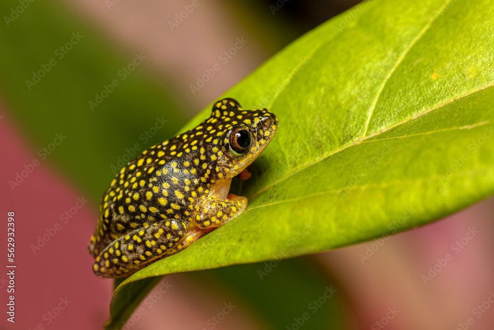 Obraz premium Starry Night Reed Frog, (Heterixalus alboguttatus) species of endemic frogs in the family Hyperoliidae endemic to Madagascar. Ranomafana, Madagascar wildlife animal.