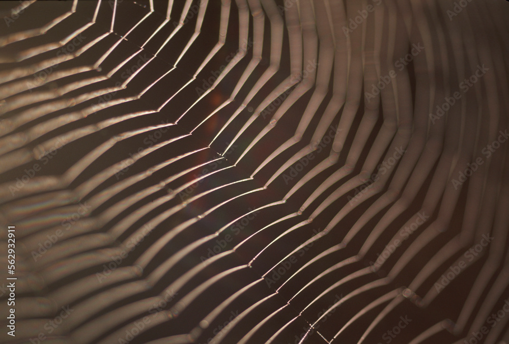 © Cavan Images - Detail a spider web blowing softly in bright light. © Cavan Images - Detail a spider web blowing softly in bright light.