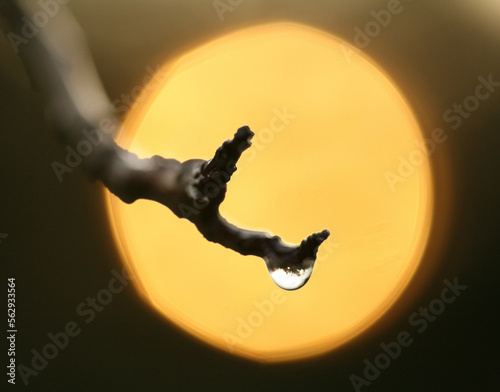 A drop of dew descends a branch as the sun rises behind.