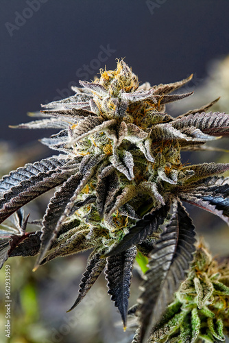 close up of flowering cola of cannabis strain Gelato 33
