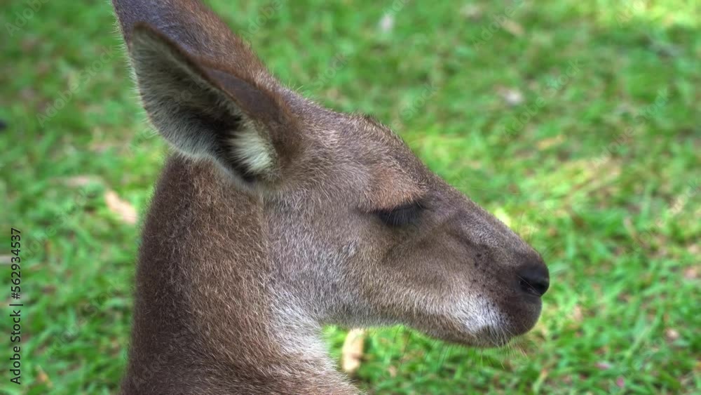 Extreme close up head shot of a eastern grey kangaroo, macropus giganteus resting on the open plain, Australian native wildlife species. Extreme close up head shot of a eastern grey kangaroo, macropus giganteus resting on the open plain, Australian native wildlife species.