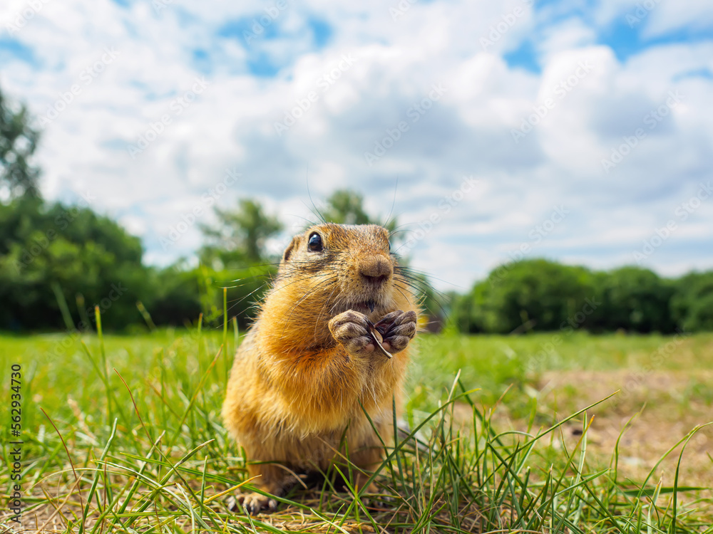 Gopher on the grassy lawn is looking at the camera. Close-up. Selective focus Gopher on the grassy lawn is looking at the camera. Close-up. Selective focus