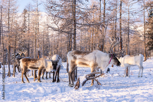 Reindeer group of the Tsatan tribe is a nomads living in the deep forests of the Taica Bioecology in the northwestern province of Khovsgol. of Mongolia to Russia's Siberian region
