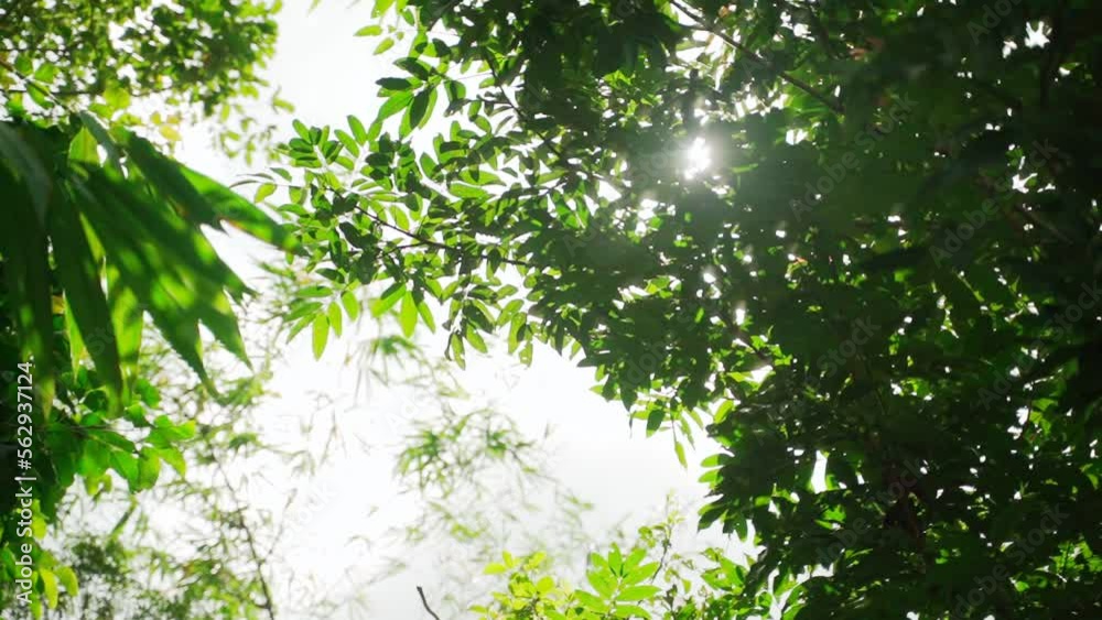 slow motion shot of sunlight through the leaves of the tree, tree branch. slow motion shot of sunlight through the leaves of the tree, tree branch.