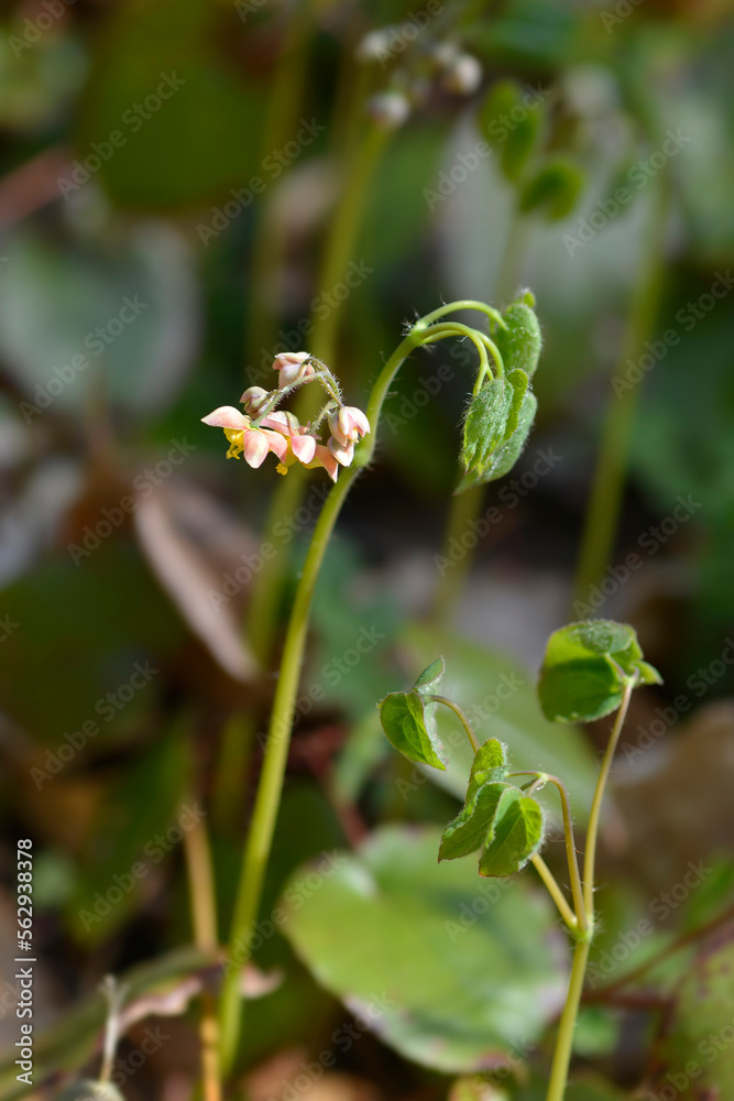 Alpine barrenwort leaves and flowers Alpine barrenwort leaves and flowers
