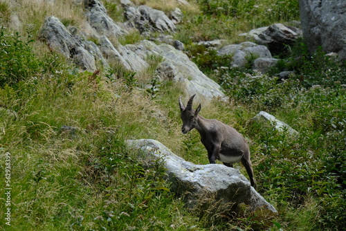 mountain goat in the mountains