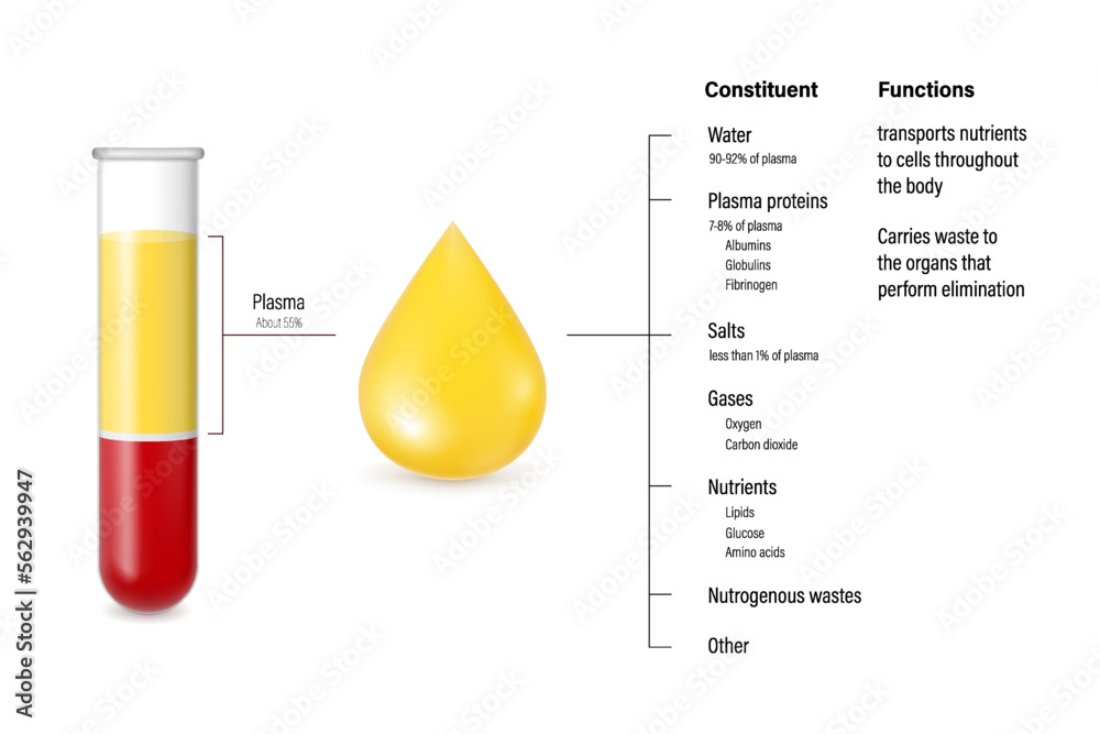 Composition and function of plasma diagram. Test tubes and layers of blood for study.