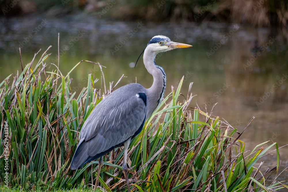 Fototapeta premium Grey Heron