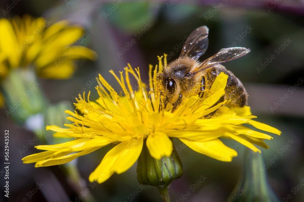 Apis mellifera bee harvesting pollen from a yellow flower on a sunny day Apis mellifera bee harvesting pollen from a yellow flower on a sunny day