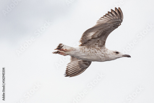 seagull in flight against the blue sky  over the blue sea.