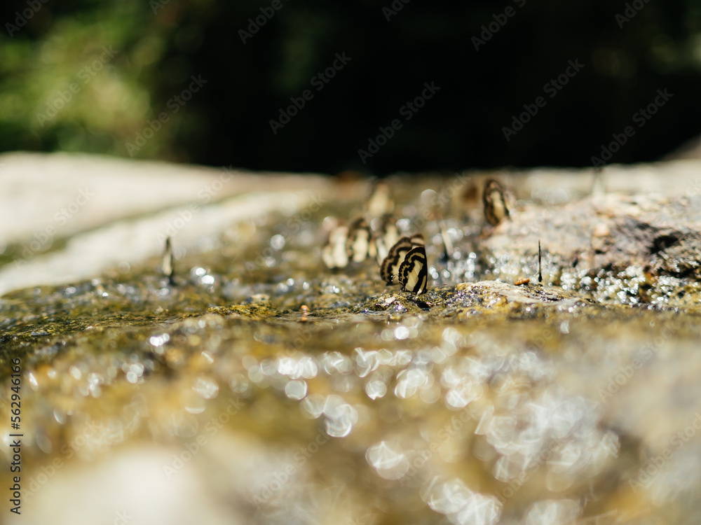 Selective focus. A swarm of brown moths clings to the rocks, circling down, sucking up minerals and nutrients in nature. The sunlight reflects the water droplet complete ecosystem Selective focus. A swarm of brown moths clings to the rocks, circling down, sucking up minerals and nutrients in nature. The sunlight reflects the water droplet complete ecosystem