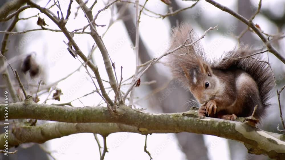 Red Squirrel eating acorn standing on the branch of a tree in Fuentes del Marques, Caravaca, Spain. Red Squirrel eating acorn standing on the branch of a tree in Fuentes del Marques, Caravaca, Spain.