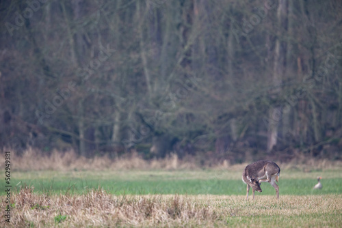 Fototapeta Naklejka Na Ścianę i Meble -  Fallow deer (Dama dama) on a meadow in the nature protection area Moenchbruch near Frankfurt, Germany.