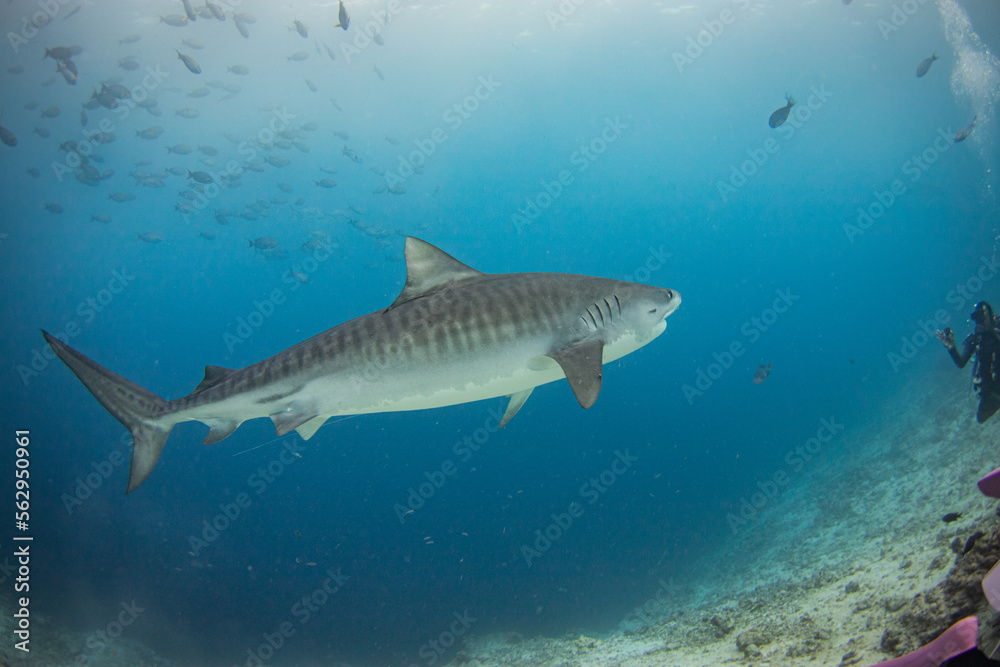 Tiger shark swimming and looking for prey to eat in the deep blue of the oceans. Tiger shark swimming and looking for prey to eat in the deep blue of the oceans.