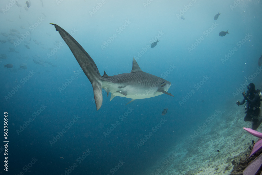 Obraz premium White shark swimming and looking for prey to eat in the deep blue of the oceans.