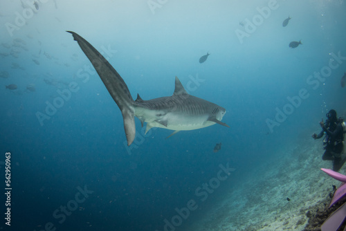 White shark swimming and looking for prey to eat in the deep blue of the oceans.