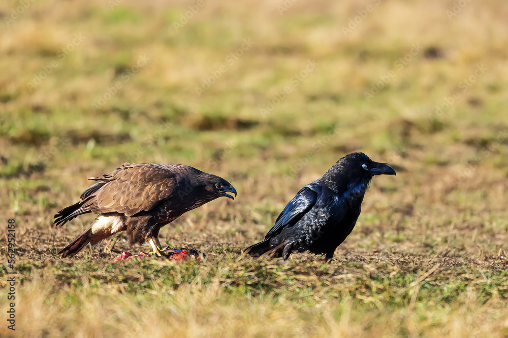 common buzzard (Buteo buteo) goes after the raven common buzzard (Buteo buteo) goes after the raven