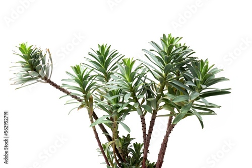 Euphorbia myrsinites plant  common name creeping spurge  donkey tail  myrtle spurge isolated on white background