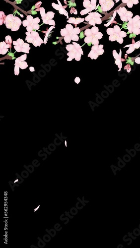 風に揺れる桜の花と舞い散る立体的な花びらの縦型4kループアニメーション動画素材　背景透過のアルファチャンネル付き