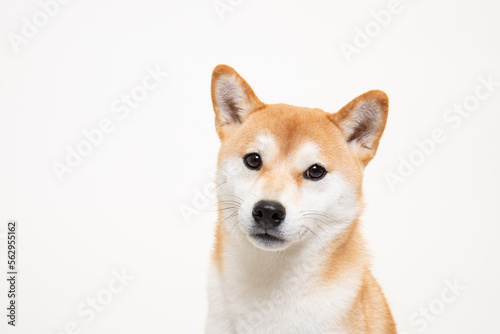 若くて綺麗な柴犬（1歳）のスタジオ写真	