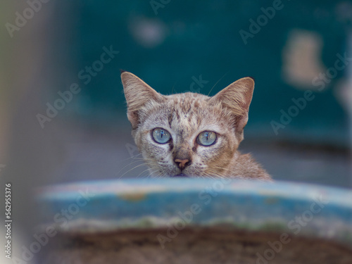 Photography A beautiful cat with yellow eyes on a cement floor