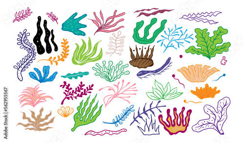 seaweed element vector design illustration template