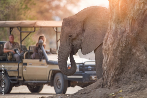 On a safari in Africa: unrecognisible tourists in open roof safari car watching elephant in foreground. ManaPools, Zimbabwe.  photo