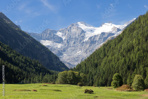 View of Saint Orso meadow and slopes of steep gorge with evergreen pine forest, impregnable granite alpine cliffs with snowy peaks. Cogne, Aosta Valley, Italy